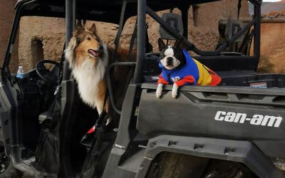 Aventura Perruna en el Desierto: Guía Completa para Explorar Tabernas con tu Mejor Amigo